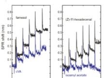 SPR sensorgrams showing binding of farnesol (0.29–73.4 μM) and cVA (0.33–83.7 μM) on the left, and (Z)-11-hexadecenal (0.18–47.0 μM) and isoamyl acetate (0.32–327 μM) on the right. Increasing concentrations of ligands show progressive SPR shift for binding molecules; isoamyl acetate shows no response.