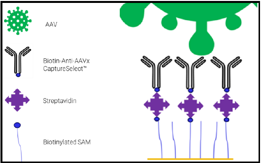 AAV capture assay schematic