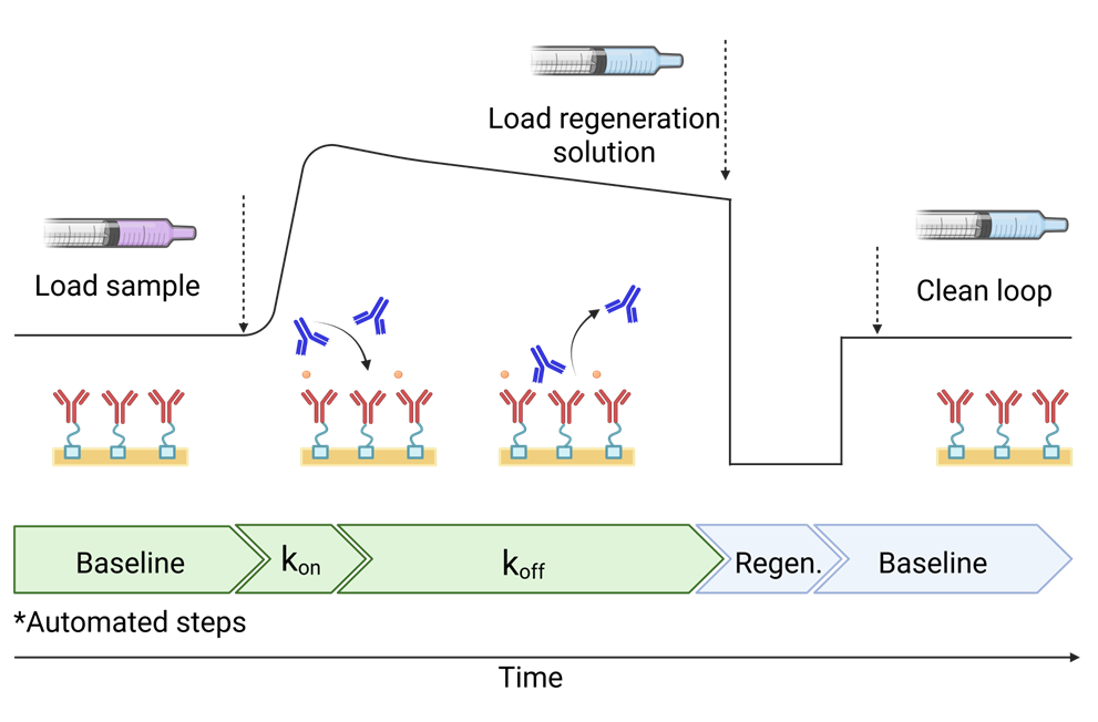 SPR cycle schematic showing baseline, association, dissociation, and regeneration phases