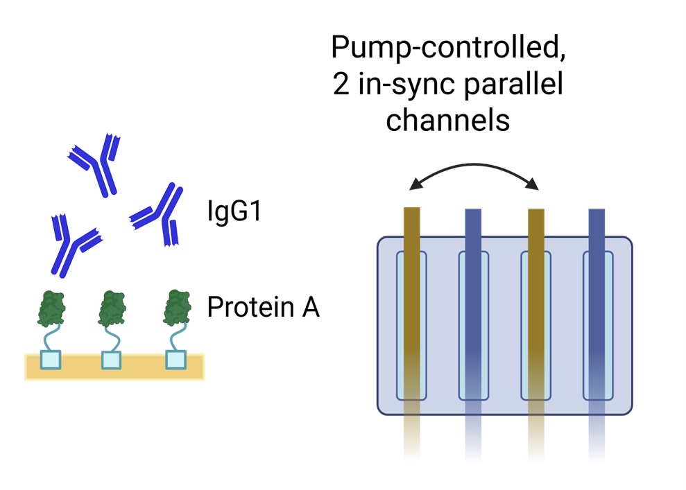Protein A / IgG1 channel setup showing pump-controlled parallel channels